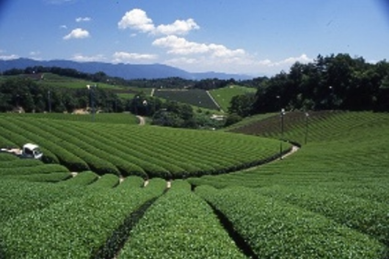 「南山城村宇治茶生産景観」