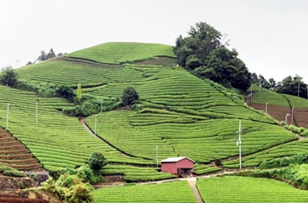 和束茶